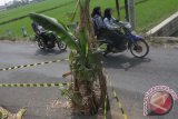 Pengendara motor melintas dengan hati-hati di jalan berlubang yang ditanami pohon pisang di Jalan Banban Raya Asrikaton, Malang, Jawa Timur, Kamis (22/10). Pohon pisang tersebut sengaja ditanam warga setempat sebagai bentuk peringatan dan protes karena jalan alternatif menuju Bandara Abdul Rahman Saleh dan kawasan wisata itu tak kunjung diperbaiki. Antara Jatim/Ari Bowo Sucipto/zk/15.