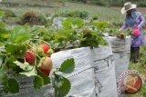Petani memetik strawberry di Sarangan, Magetan, Jawa Timur, Kamis (22/10). Buah strawberry tersebut selanjutnya dijual kepada wisatawan yang melintas di sekitar kebun dengan harga Rp50.000/kg. Antara Jatim/Foto/Siswowidodo/zk/15