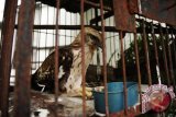 Seekor burung Elang yang mengalami patah sayap berada dibalik kandang, di halaman Balai Konservasi Sumber Daya Alam (BKSDA) Kalbar di Pontianak, Selasa (20/10). Burung Elang yang ditemukan mahasiswa Fakultas Kehutanan di hutan Sylva Universitas Tanjungpura Pontianak dalam keadaan patah sayap tersebut, kemudian diserahkan ke BKSDA Kalbar guna direhabilitasi lebih lanjut. ANTARA FOTO/Jessica Helena Wuysang/15