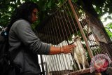 Seorang pria membelai seekor burung Elang yang mengalami patah sayap yang berada didalam kandang, di halaman Balai Konservasi Sumber Daya Alam (BKSDA) Kalbar di Pontianak, Selasa (20/10). Burung Elang yang ditemukan mahasiswa Fakultas Kehutanan di hutan Sylva Universitas Tanjungpura Pontianak dalam keadaan patah sayap tersebut, kemudian diserahkan ke BKSDA Kalbar guna direhabilitasi lebih lanjut. ANTARA FOTO/Jessica Helena Wuysang/15