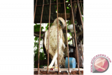 Seekor burung Elang yang mengalami patah sayap berada dibalik kandang, di halaman Balai Konservasi Sumber Daya Alam (BKSDA) Kalbar di Pontianak, Selasa (20/10). Burung Elang yang ditemukan mahasiswa Fakultas Kehutanan di hutan Sylva Universitas Tanjungpura Pontianak dalam keadaan patah sayap tersebut, kemudian diserahkan ke BKSDA Kalbar guna direhabilitasi lebih lanjut. ANTARA FOTO/Jessica Helena Wuysang/15