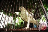 Seekor burung Elang yang mengalami patah sayap berada dibalik kandang, di halaman Balai Konservasi Sumber Daya Alam (BKSDA) Kalbar di Pontianak, Selasa (20/10). Burung Elang yang ditemukan mahasiswa Fakultas Kehutanan di hutan Sylva Universitas Tanjungpura Pontianak dalam keadaan patah sayap tersebut, kemudian diserahkan ke BKSDA Kalbar guna direhabilitasi lebih lanjut. ANTARA FOTO/Jessica Helena Wuysang/15