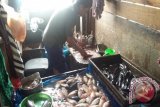 Abah Memet seorang penjual ikan membersihkan ikan di pasar Rawasari, Banjarmasin, Kamis(22/10). Menurut beberapa pedagang ikan di pasar tradisional tersebut pasokan ikan sungai dan laut sejak beberapa minggu terkahir berkurang karena gelombang laut tinggi, yang ada hanya jenis nila dan patin dari keramba namun harganya pun naik dibanding saat pasokan melimpah.(Foto Antaranews Kalsel/Dwiki Dharmawan/e)