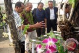 Rektor Universitas Jember M. Hasan (dua dari kiri) mengamati bibit hasil persilangan tanaman anggrek di ruang Green House Wahana Edukasi Tanaman Obat Agrtechnopark Jubung Unej di Kabupaten Jember, Jumat sore (23/10). Unej meluncurkan Wahana Edukasi Tanaman Obat Agrtechnopark Jubung dengan memiliki 200 jenis tanaman obat. Antara Jatim/ Zumrotun Solichah/ 15