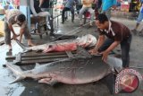 Nelayan membongkar ikan hiu tangkapan nelayan di pelabuhan Kuala Idi Rayeuk, Kabupaten Aceh Timur, Aceh, Senin (26/10). Meskipun Kementerian Kelautan dan Perikanan sudah menerbitkan larangan untuk penangkapan ikan hiu melalui Permen Nomor 59 Tahun 2014, namun hingga kini masih banyak nelayan yang menangkap dan memperjual belikan ikan hiu berbagai jenis. ANTARA FOTO/Syifa Yulinnas/pd/15.