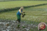 Petani menanam padi di persawahan desa Teja Timur, Pamekasan, Jatim, Rabu (28/10). Dalam beberapa hari terakhir petani di daerah itu, mengaku kesulitan mendapatkan pupuk bersubsidi, kendati ada harganya naik dari Rp95 ribu menjadi Rp120 ribu. Antara Jatim/Foto/Saiful Bahri/zk/15


