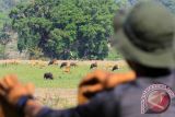 Petugas memantau Banteng jawa (Bos Javanicus) yang berada di padang Savana, Alas Purwo, Banyuwangi, Jawa Timur, Rabu (28/10). Data pos pantau di Kawasan Hutan lindung Alas Purwo tersebut menunjukan populasi Banteng jawa yang terlihat di padang savana menurun, pada tahun 2013 terdapat 120 ekor banteng, sedangkan pada 2015 hanya 83 ekor banteng yang disebabkan kemarau panjang dan predator anjing hutan yang biasa di sebut Ajak. Antara Jatim/Budi Candra Setya/zk/15.