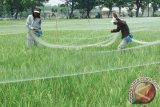 Petani memasang jaring untuk melindungi padi dari hama burung di Desa Plosogenuk, Perak, Jombang, Jawa Timur, Jumat (30/10). Petani di Desa setempat harus mengeluarkan biaya ekstra untuk membeli jaring, karena pemasangan jaring lebih efektif mencegah serangan hama burung pemakan tanaman padi sehingga tanaman padi tidak perlu ditunggu setiap hari. Antara Jatim/Syaiful Arif/zk/15