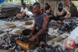 Sejumlah pekerja mengupas kulit ikan kambing-kambing (Abalistes Stellatus) di Pelabuhan Ikan Desa Ketapang Mameh, Kecamatan Idi Rayeuk, Aceh Timur, Aceh, Jum'at (30/10). Pengolahan ikan asin selama beberapa pekan terakhir meningkat disebabkan melimpahnya hasil tangkapan nelayan setempat yang dijual berkisar antara Rp 15.000 sampai Rp. 25.000 perkilogram. ANTARA FOTO/Syifa Yulinnas/pd/15.