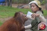 Seorang pengasuh memberi susu kepada Orangutan (Pongo pygmaeus wurmbii) asuhannya di Borneo Orangutan Survival Foundation (BOS), Nyaru Menteng, Palangka Raya, Kalteng, Jumat (30/10/15). Akibat kabut asap yang melanda Kalteng, selain Orangutan yang diterima BOS meningkat, juga mengakibatkan sejumlah Orangutan di tempat tersebut terkena ISPA. (ANTARA FOTO/Saptono)