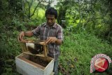 Puluhan kelompok lebah madu Lombok kesulitan modal