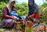 Warga menyaksikan Bunga Bangkai Mini (Raflesia Zollingeriana) di kecamatan Sukodono, Sidoarjo, Jawa Timur, Rabu (11/11). Bunga langka berdiameter bunga 85 cm dan tinggi 43 cm tersebut tumbuh menjelang musim penghujan tiba dan hanya mampu bertahan hidup selama sepekan. Antara Jatim/Umarul Faruq/zk/15