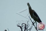 Burung blekok sawah (Ardeola speciosa) dewasa pada masa tidak berbiak bertengger di ranting pohon telaga Desa Tuwiri, Lamongan, Jawa Timur, Kamis (12/11). Blekok sawah merupakan salah satu burung yang dilindungi dalam Undang-undang nomor 5 tahun 1990 tentang Konservasi Sumber Daya Alam Hayati dan Ekosistemnya. Selain itu, dalam status konservasi birdlife international, Blekok Sawah tercatat dalam status terancam. ANTARA FOTO/Syaiful Arif/wdy/15