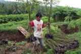 Desa Pengekspor Kayu Sengon Peroleh Bantuan Bibit