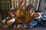 Tiga bayi Orang Utan Sumatera (Pongo abelii) minum susu dari botol sebelum direlokasi di Klinik Dokter Hewan Melur, Kota Pekanbaru, Riau, Minggu (15/11). Tiga bayi Orang Utan yang dibebaskan Polda Riau dari sindikat perdagangan satwa liar direlokasi ke Sumatera Utara untuk mendapatkan perawatan yang lebih baik di Sumatran Orangutan Conservation Program (SOCP). ANTARA FOTO/FB Anggoro/kye/15.