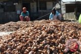 Sejumlah warga menyortir biji buah kakao (Theobroma cacao) di Desa Seumanah Jaya, Rantoe Peureulak, Aceh Timur, Aceh, Rabu (18/11). Pengakuan warga, hasil panen biji kakao saat ini menurun hingga 30 persen akibat serangan hama pengerek buah kakao atau conophomorpa cramerella. ANTARA FOTO/Syifa Yulinnas/NZ/15.