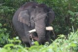 Seekor gajah liar memakan pelepah kelapa sawit di Desa Seumanah Jaya, Kecamatan Rantoe Peureulak, Aceh Timur, Aceh, Kamis (19/11). Menurut keterangan warga setempat sebanyak 73 ekor gajah liar sudah memasuki area permukiman warga dan merusak ratusan hektar perkebunan. ANTARA FOTO/Syifa Yulinnas/pras/15.