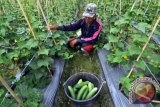 Kelompok Tani Hipetanik Sigi Kembangkan Sayur Organik 