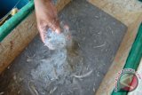 Istri nelayan menyiapkan teri nasi untuk ekspor untuk dijual ke pengepuldi kampung nelayan desa Padelegan, Pamekasan, Jawa Timur, Senin (23/11). Nelayan mengaku biaya operasional lebih tinggi dari hasil ikan yang diperoleh karen minimnya tangkapan. Antara Jatim/Foto/Saiful Bahri/zk/15