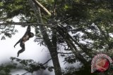 Seekor Owa Jawa bergelantungan di atas pepohonan di hutan Taman Nasional Gunung Gede Pangrango, Bogor, Jawa Barat, Senin (23/11). PT Pertamina EP bersama Yayasan Owa Jawa melakukan penyelamatan satwa endemik Jawa Barat yang terancam punah tersebut mulai dari upaya rehabilitasi, restorasi ekosistem, pelepasliaran hingga edukasi ke masyarakat mengenai konservasi hewan itu. (ANTARA FOTO/Sigid Kurniawan)