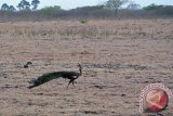 Seekor burung merak (Pavo muticus) berjalan di Savana Bekol Taman Nasional Baluran, Situbondo, Jawa Timur, Sabtu (28/11). Taman Nasional Baluran memiliki sekitar 155 jenis burung termasuk jenis burung langka seperti burung merak. 
Antara Jatim/Seno/15.