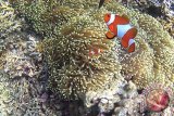 Seekor ikan nemo di Pantai Bama, Taman Nasional Baluran, Situbondo, Jawa Timur, Sabtu (28/11). Pantai Bama merupakan pantai yang bisa dinikmati dengan snorkeling atau diving (menyelam) dengan pemandangan aneka terumbu karang dan berbagai jenis ikan. Antara Jatim/Seno/15.