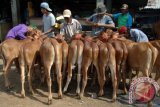 Pedagang menggelar sapi dagangannya di Pasar Keppo, Pamekasan, Jatim, Sabtu (28/11). Guna mewujudkan swasembada daging pada tahun 2016, pemerintah berencana mengimpor 200 ribu sapi bunting dengan target produksi daging sapi atau kerbau sebanyak 0,59 juta ton. Antara Jatim/Foto/Saiful Bahri/15
