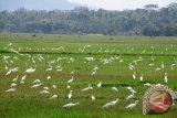 Kawanan burung putih (Warga menyebutnya burung Kuntul) menghiasi lahan hamparan sawah yang belum berair di Desa Sidobangun, Sedangagung, Kab.Lampung Tengah, Provinsi Lampung. (ANTARA FOTO/M.Tohamaksun).
