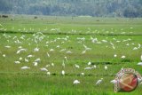 Kawanan burung putih (Warga menyebutnya burung Kuntul) menghiasi lahan hamparan sawah yang belum berair di Desa Sidobangun, Sedangagung, Kab.Lampung Tengah, Provinsi Lampung. (ANTARA FOTO/M.Tohamaksun).
