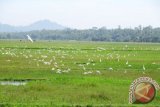 Kawanan burung putih (Warga menyebutnya burung Kuntul) menghiasi lahan hamparan sawah yang belum berair di Desa Sidobangun, Sedangagung, Kab.Lampung Tengah, Provinsi Lampung. (ANTARA FOTO/M.Tohamaksun).
