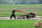 Petani sedang membajak lahan sawah yang airnya belum merata memasuki musim hujan (rendang) 2015/2016, di Desa Sedangretno, Kec.Sendangagung, Kab. Lampung Tengah, Provinsi Lampung. Pera petani di sentra pertanian daerah Lampung sedang mengejar waktu tanam padi setelah kemarau panjang 2015.   (ANTARA FOTO/M.Tohamaksun).