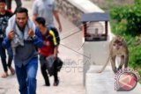 Seekor kera ekor panjang (Macaca fascicularis) berkeliaran di kawasan Goa Kreo, Gunungpati, Semarang, Jawa Tengah, Sabtu (12/12). Ratusan kera ekor panjang mendiami hutan seluas sekitar lima hektare tersebut hidup berdampingan dengan warga setempat tanpa menganggu pertanian dan menjadi salah satu daya tarik Goa Kreo sebagai tujuan wisata di Semarang. ANTARA FOTO/Aditya Pradana Putra/wdy/15.