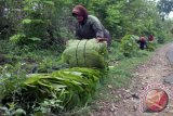 Bojonegoro - Sejumlah warga menata daun jati yang dipetik di kawasan hutan di Kecamatan Kedewan, Kabupaten Bojonegoro, Jawa Timur, yang akan dijual, Selasa (15/12). Pemerintah Provinsi Jawa Timur, mengingatkan bahwa dari hutan seluas 1,361 juta hektare atau sama dengan 28,36 persen dari luas wilayah jawa Timur, yang rusak sekitar 40 ribu hektare, disebabkan penjarahan juga faktor lainnya. Antara Jatim/Foto/Slamet Agus Sudarmojo. 