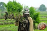 Petani mengangkat bibit padi yang akan ditamannya di Persawahan kawasan Candi, Sidoarjo, Jawa Timur, Kamis (17/12).  Musim tanam padi mundur dari biasanya bulan Oktober, kini di pertengahan bulan desember sebagian petani sudah memulai musim tanam kembali karena cuaca dianggap sudah mendukung. Antara Jatim/Umarul Faruq/zk/15