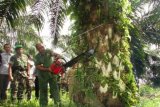 Bupati Aceh Tamiang Hamdan Sati (kanan) menebang pohon kelapa sawit yang berada di kawasan hutan lindung di Kecamatan Tenggulun, Aceh Tamiang, Aceh, Selasa (15/12). Forum Konservasi Leuser (FKL) bersama Koalisi Penyelamat Hutan dan Lingkungan kembali melanjutkan penebangan pohon kelapa sawit ilegal di area 1.071 hektare dari 3000 hektare milik warga dan milik perusahaan karena berada di kawasan hutan lindung. ANTARA FOTO/ Forum Konservasi Leuser /SY/foc/15.