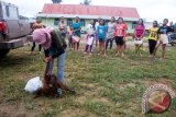 Sejumlah warga menyaksikan petugas medis dari Yayasan Inisiasi Alam Rehabilitasi Indonesia (YIARI) Ketapang membujuk Bayi Orangutan saat proses evakuasi di Desa Randau Jekak, Kecamatan Simpang Hulu, Kabupaten Ketapang, Kalbar, Kamis (17/12). Bayi Orangutan bernama Paini tersebut, dibeli oleh warga setempat dari seorang pemburu di kawasan Sendai seharga Rp500 ribu dan kemudian diserahkan ke YIARI Ketapang untuk direhabilitasi. ANTARA FOTO/HUMAS YIARI-HERIBERTUS/jhw/15 
