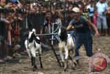 Seorang joki memacu dua ekor kambing di lintasan balap Karapan Kambing di Kelurahan Blabak, Kota Kediri, Jawa Timur, Sabtu (19/12). Karapan kambing yang diikuti oleh perwakilan peternak dari 15 kelurahan se-Kota Kediri tersebut sebagai ajang silaturahmi dan adu gengsi antar peternak. Antara Jatim/Prasetia Fauzani/zk/15