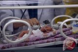 Kepala Neonatologi RSUD dr Soetomo, Dr dr Agus Harianto SpA memeriksa kondisi bayi perempuan kembar siam dempet perut yang mendapatkan perawatan di Inkubator ruangan Instalasi Pelayanan Intensif Terpadu (IPIT) Rumah Sakit Umum Sidoarjo, Jawa Timur, Jumat (18/12). Bayi kembar siam anak pasangan Yohanes Dwi Putra (37) dan Dianatalia (32) lahir dengan kelainan kembar siam dempet perut dengan berat badan 1.8 kg tersebut diberi nama Ivana-Ivone. Antara Jatim/Umarul Faruq/zk/15
