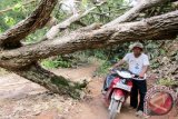 Pohon tumbang menutup jalan Desa Sendangbaru, Sendang Agung, Lampung Tengah, Provinsi Lampung, Selasa (1/12/15). Meski musibah itu sudah sekitar seminggu akibat misim hujan, namun belum ada upaya normalisasi, sehingga warga membuat jalan pintas untuk bisa dilewati pejalan kaki dan sepeda motor. (ANTARA FOTO/M.Tohamaksun).