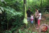 Petugas menjelaskan kepada pengunjung mengenai bunga bangkai (Amorphophallus titanum) di konservasi Amorphophallus milik Holidin Bersaudara di Desa Tebat Monok, Kabupaten Kepahiang, Bengkulu, Jumat (25/12). Warga memanfaatkan libur sekolah, natal, dan tahun baru dengan mengunjungi konservasi bunga bangkai (Amorphophallus titanum) untuk melihat sekaligus mempelajari bunga raksasa yang hanya mekar selama tiga hari tersebut. ANTARA FOTO/David Muharmansyah/wdy/15.