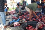 Sejumlah petugas 'binda' sedang menyamakan berat daging dengan menambahkan sejumlah potongan daging atas puluhan tumpukan daging kerbau yang disebut 'gugunan' pada kegiatan 'marbinda horbo' di Hariaranagodang Simaungmaung, Kelurahan Hutatoruan IX Tarutung, Taput, Rabu (30/12). Foto Antarasumut/Rinto Aritonang.