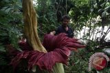 Bunga bangkai setinggi 2,5 meter mekar di Kebun Raya Cibodas