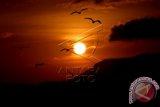 Burung camar beterbangan di kawasan pantai Desa Pande, Kecamatan Kutaraja, Banda Aceh, Aceh, Minggu (3/1). Bagi nelayan banyaknya burung camar laut merupakan pertanda banyaknya ikan. ANTARA FOTO/Irwansyah Putra