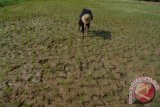 Petani memeriksa tanaman padi yang baru berusia satu minggu di persawahan tadah hujan di Kabupaten Pamekasan, Jatim, Jumat (8/1). Tanaman padi  yang baru berumur beberapa pekan di daerah itu terancam mati karena kekurangan air akibat sedikitnya curah hujan. Antara Jatim/Foto/Saiful Bahri/16