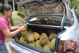 Penjual durian memasukkan durian ke bagasi mobil milik wisatawan di kampung wisata durian Desa Suluk, Kecamatan Dolopo, Kabupaten Madiun, Jawa Timur, Sabtu (9/1). Di wilayah tersebut banyak penjual durian lokal yang dalam sehari bisa menjual 400 hingga 1.500 buah durian kepada wisatawan yang berkunjung dengan harga antara Rp15.000 hingga Rp50.000 perbuah tergantung ukuran dan kualitas buah. Antara Jatim/Foto/Siswowidodo/16s