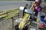 Penjual menggiling batang tebu untuk diambil air sarinya di Pagotan, Kabupaten Madiun, Jawa Timur, Sabtu (9/1). Air sari tebu tersebut dijual dengan harga Rp3.000/gelas, dan Rp17.500 sebotol air kemasan 1,5 liter. Antara Jatim/Foto/Siswowidodo/16


