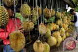 Pembeli memilih buah durian lokal khas Gayo yang dijual di sepanjang lintas Kabupaten Aceh Tengah, Provinsi Aceh. Sabtu (9/1). Produksi durian salah satu daerah sentral penghasil durian terbesar Aceh itu penyumbang kebutuhan/permintaan durian nasional 20 ribu ton setiap tahunnya, disamping impor durian melalui olahan atau penganan oleh-oleh, seperti es krim durian, dodol durian dengan harga rata rata Rp.30 ribu hingga Rp80 ribu tergantung besar kecil durian. ANTARA FOTO/Rahmad/pd/16