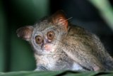 Tarsius Sangihe (Tarsius sangirensis) mencari makan pada malam hari di Alam liar, Pulau Sangihe, Sulawesi Utara, Minggu (10/1) malam. Spesies Tarsius Sangihe sangat berbeda dari beberapa Tarsius di Sulawesi seperti Tarsuis Pulau Siau (Tarsius tumpara), yang menurut IUCN Red List of Threatened Species status konservasi Tarsius berada dalam kategori endangered atau terancam dan mempunyai resiko tinggi kepunahan di alam liar. ANTARA FOTO/Stenly Pontolawokang/Fiq/aww/16.