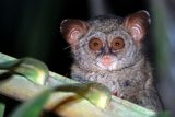 Tarsius Sangihe (Tarsius sangirensis) mencari makan pada malam hari di Alam liar, Pulau Sangihe, Sulawesi Utara, Minggu (10/1) malam. Spesies Tarsius Sangihe sangat berbeda dari beberapa Tarsius di Sulawesi seperti Tarsuis Pulau Siau (Tarsius tumpara), yang menurut IUCN Red List of Threatened Species status konservasi Tarsius berada dalam kategori endangered atau terancam dan mempunyai resiko tinggi kepunahan di alam liar. ANTARA FOTO/Stenly Pontolawokang/Fiq/aww/16.