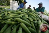 Pekerja memasukkan Mentimun yang baru saja dipanen ke dalam karung di area persawahan Desa Kranggan, Kabupaten Kediri, Jawa Timur, Selasa (12/1). Harga mentimun segar di tingkat petani mengalami penurunan secara drastis dari sepekan lalu Rp1.500 per kg kini hanya Rp500 per kg akibat musim panen yang bersamaan di sejumlah daerah. Antara Jatim/Prasetia Fauzani/zk/16